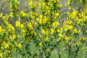 Obraz premium Chamaecytisus ratisbonensis. background branches with young green leaves. The first spring tender leaves, buds and branches. nature comes alive after winter. small yellow flowers bloom. close-up