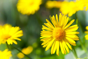 Obraz premium beautiful delicate yellow chamomile flowers, on a green background. large flower of field daisy. yellow flowers on the flowerbed. floral background. yellow chamomile in spring or summer, in the sun.