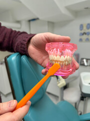A person demonstrating proper toothbrushing technique using an orange toothbrush and a pink dental model of human teeth. The model includes both upper and lower sets of teeth.  © Oksana