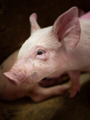 Close-up portrait of a pink piglet on a farm. Image representing pig farming, animal welfare, agriculture, and rural environment.