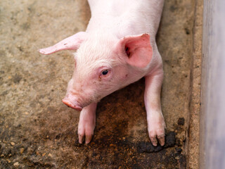 Close-up portrait of a pink piglet on a farm. Image representing pig farming, animal welfare, agriculture, and rural environment.