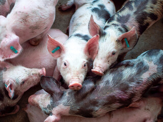 Group of piglets sleeping on a farm. Image associated with animal welfare, rest, pig breeding, and agricultural environment. © javier