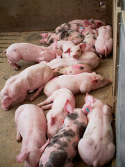 Group of piglets sleeping on a farm. Image associated with animal welfare, rest, pig breeding, and agricultural environment. © javier