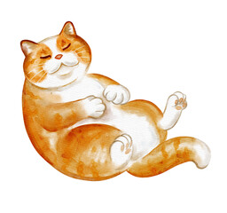 Relaxed Chubby Cat Lying On Back  Watercolor Illustration © Yuliia