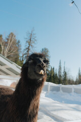 Fototapeta premium Llama in snowy forest landscape under clear blue sky