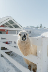 Fototapeta premium alpaca in snowy farmyard with wooden fence and red barn in winter