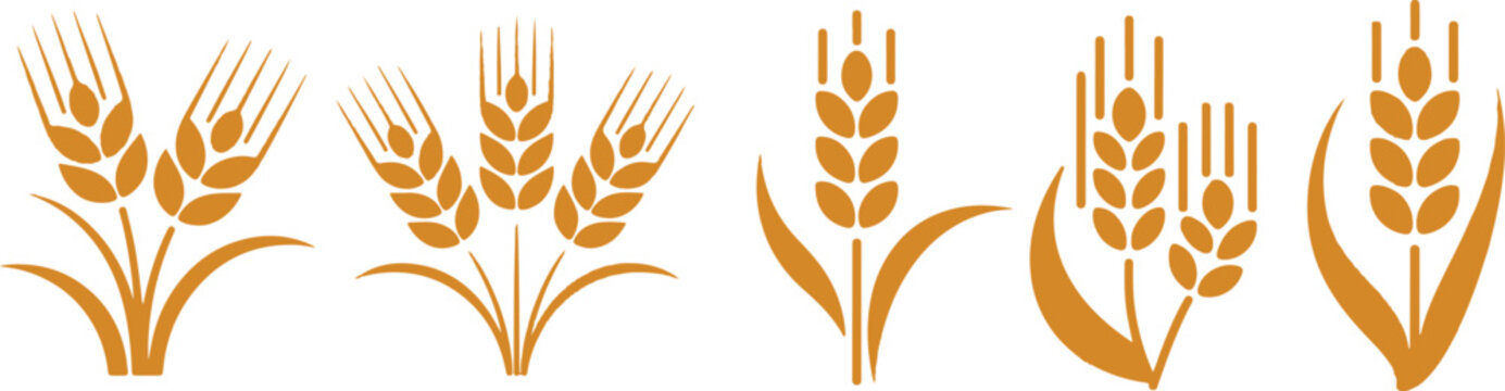 Wheats rye rice ears set icons design elements of organic agricultural food. Harvest wheat grain for beer logo, growth rice stalk and whole bread grains, barley field cereal nutritious - stock vector