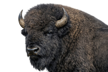 American bison head showing fur texture and a strong gaze, wild nature concept, with transparent background
