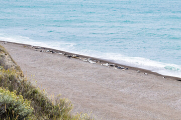 Elephant seals on Caleta Valdes beach, Patagonia, Argentina