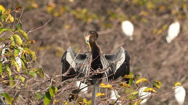4k video of an Anhinga (Anhinga anhinga) at Wakodahatchee Wetlands in Florida, USA