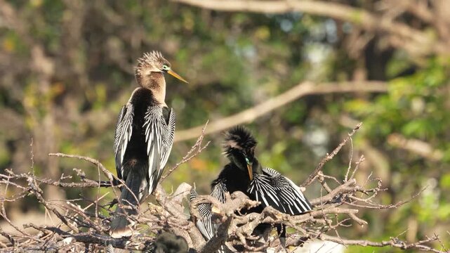 4k video of an Anhinga (Anhinga anhinga) at Wakodahatchee Wetlands in Florida, USA