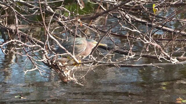 4K video of a Green Heron (Butorides virescens) trying to catch fish in Wakodahatchee Wetlands, Florida, USA