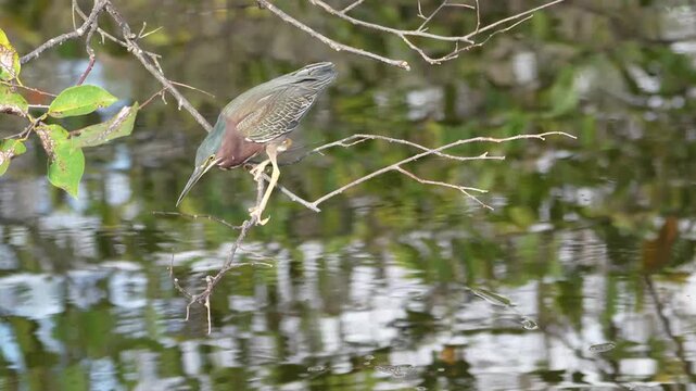 4K video of a Green Heron (Butorides virescens) trying to catch fish in Wakodahatchee Wetlands, Florida, USA