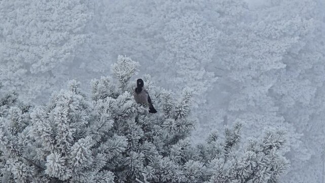 Crow sitting on the treee in winter