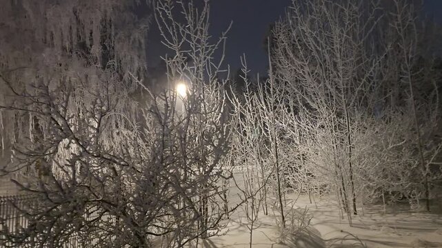 lattern in the woods in winter