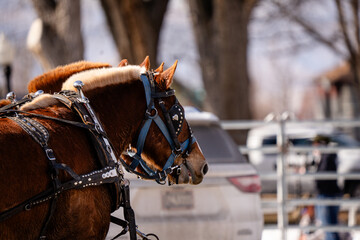 team of draft horses hitched up to wagon wearing full pulling harnesses