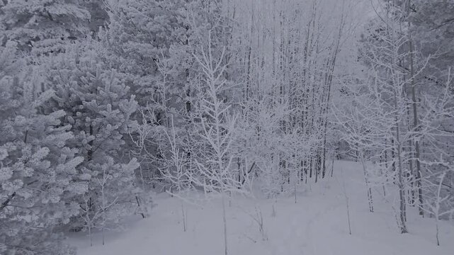 snow covered trees