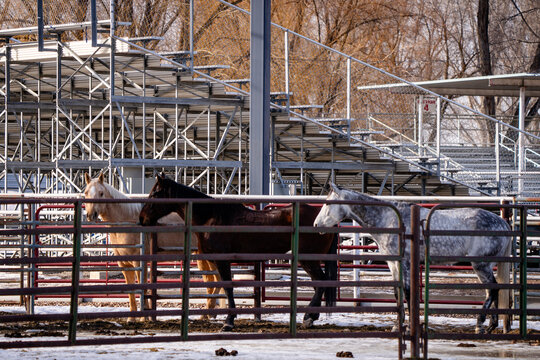 three horses in metal corral  fencing panels with rodeo horse arena in background