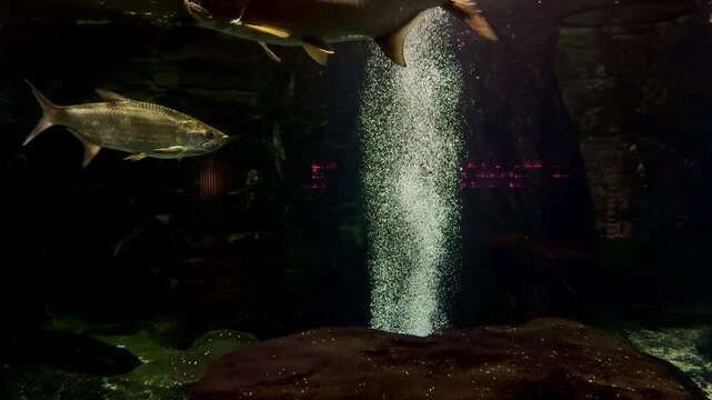 Tarpon Fish Swimming in Large Aquarium with Air Bubbles and Dark Background. Fish and landscape in the aquarium