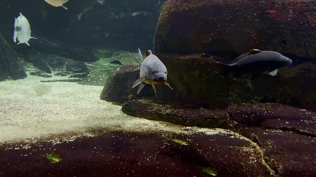 Silver and Dark Pacu Fish Swimming Together in Large Aquarium Near Rocks and Sandy Bottom for Background Footage. Underwater Aquarium Life Background