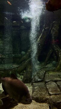 Large Aquarium with Red Bellied Pacu Fish Swimming Near Roots and Bubbles Rising in Ruins Background with Tropical Fish School