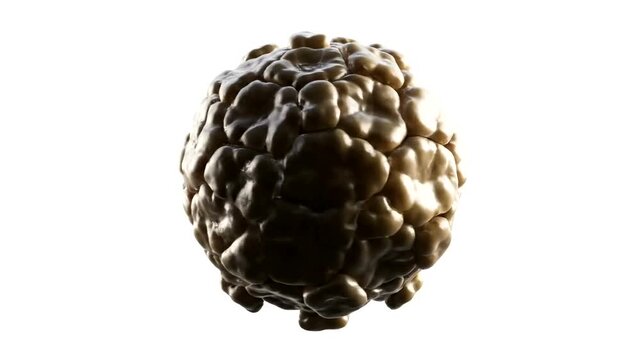 A single blackberry fruit with a bumpy texture and dark brown color.