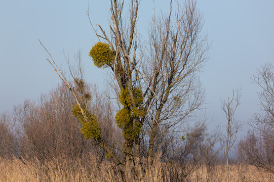 Misteln (Viscum) an einem Laubbaum im Winter