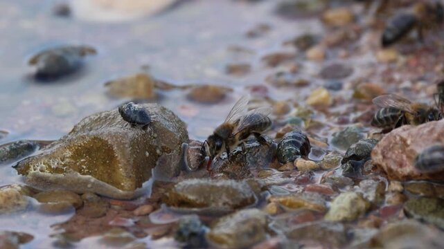 Grupo de abejas apis mellifera succionando agua y minerales entre las piedras del r&iacute;o, Sellent, Espa&ntilde;a