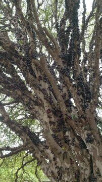 A Jabuticabeira (Plinia cauliflora), a native tree from Brazilian rain forest, which flowers and fruits grow direcly from the tree trunk 