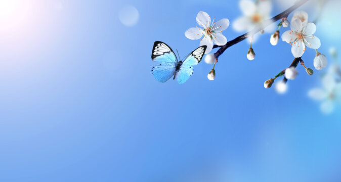 Flowering branches and petals on a blurred background and butterfly.