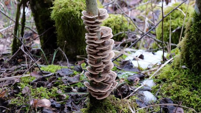 Schmetterlingstramete (TRAMETES VERSICOLOR) ringf&ouml;rmig angeordnet um Baumst&auml;mmchen