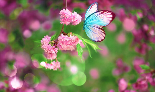 Branch of blossoming sakura cherry on spring background, fluttering blue butterfly in spring on nature outdoors.