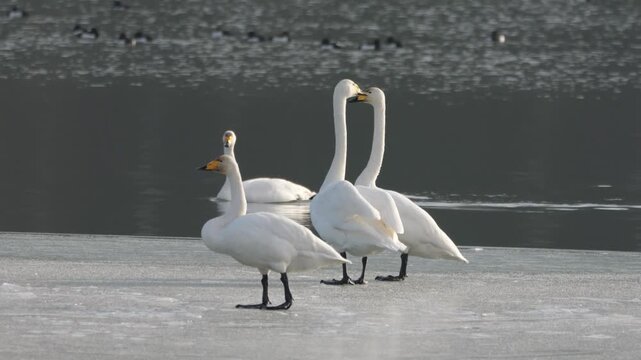 Singschw&auml;ne (Cygnus cygnus) am Lech in Bayern