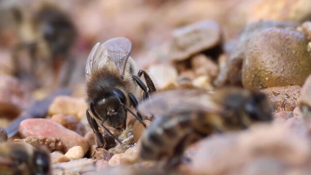 Primer plano detallado de la prob&oacute;scide de una abeja apis mellifera succionando agua y minerales en el r&iacute;o Sellent, Espa&ntilde;a