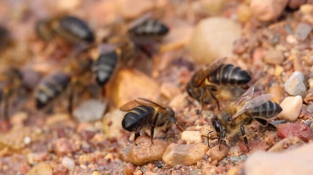 Grupo de abejas meliferas apis mellifera buscando minerales y humedad en la orilla del rio Sellent en un dia frio, Sellent, Espa&ntilde;a
