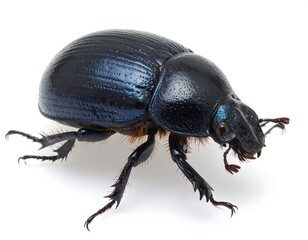 Shiny, dark-blue beetle with six legs isolated against a white background