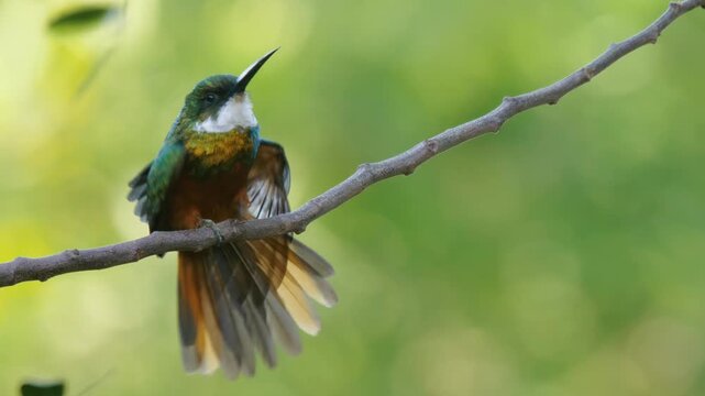 Rufous-tailed jacamar (Galbula ruficauda) spreading its wings while perched on branch