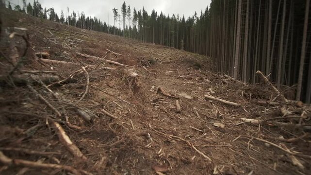 destroyed part of the forest