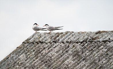 Two Common Terns On A Roof (Sterna Hirundo)