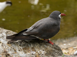 Obraz premium Sterne Inca