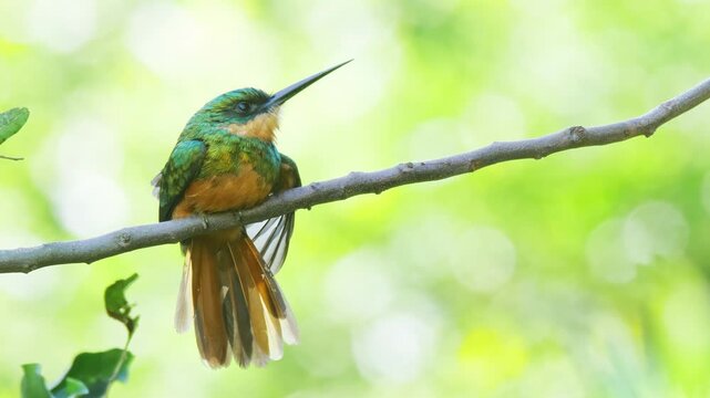 Rufous-tailed jacamar (Galbula ruficauda) perched on branch spreading out its tail feathers with green bokeh background