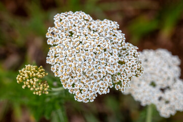 Yarrow (Achillea millefolium) is a flowering plant that is a member of the Daisy family. © Esin Deniz