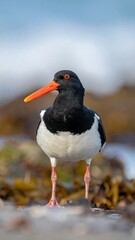Shorebird with black/white plumage, long orange beak, standing near water and rocks