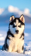 Obraz premium Siberian Husky puppy with striking blue eyes sits in the snow on a bright winter day
