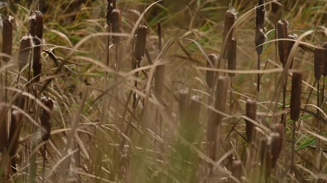 Autumn colored bullrushes moving in the wind create a peaceful scene
