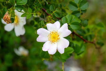 Obraz premium Wild Rose (Rosa canina) with open petals in spring