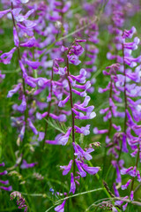Obraz premium Vicia cracca (tufted vetch, cow vetch, bird vetch, blue vetch, boreal vetch), is a species of flowering plant in the pea and bean family Fabaceae.