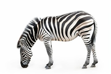 Fototapeta premium A striking image of a Zebra grazing serenely, showcasing its iconic black and white striped coat.