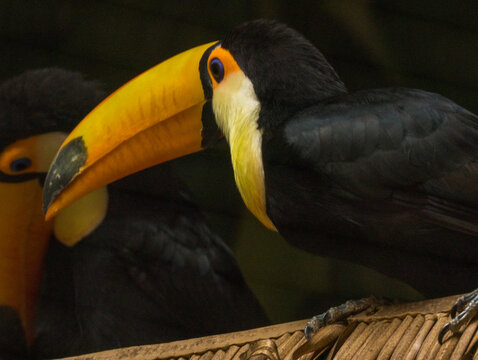 Toucan toco