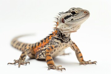 Obraz premium A detailed portrait of a captivating lizard, showcasing its intricate patterns and textures, basking in bright, diffused light.